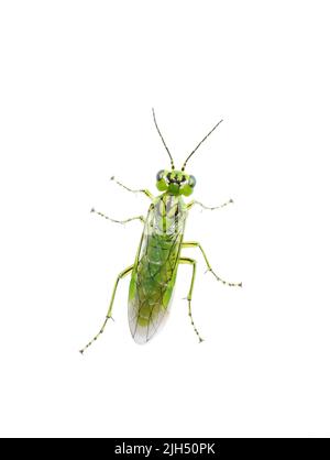Rhogogaster punctulata sega verde su sfondo bianco Foto Stock