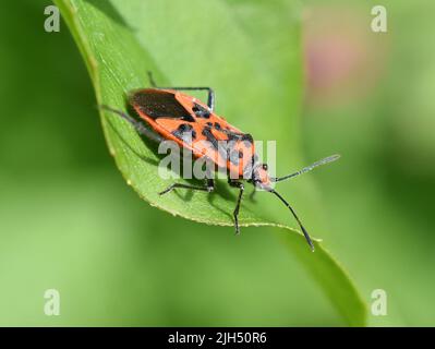 La cannella bug Corizus hyoscyami seduta su una foglia verde Foto Stock