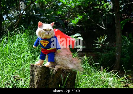 Un gatto posa indossare abiti di gatto a Bogor, West Java, Indonesia, dicembre 8,2020. Foto Stock