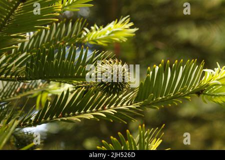 Cono di frutta femmina. Scoperto nel 1994. Wollemia nobilis - Pino Wollemi. Scoperto nelle Blue Mountains, nuovo Galles del Sud, Australia. Foto Stock