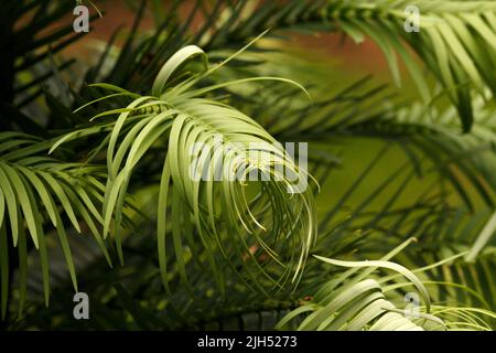 Wollemia nobilis - Pino Wollemi. Scoperto nelle Blue Mountains, nuovo Galles del Sud, Australia. Un albero sempreverde di conifere. Scoperto nel 1994 Foto Stock