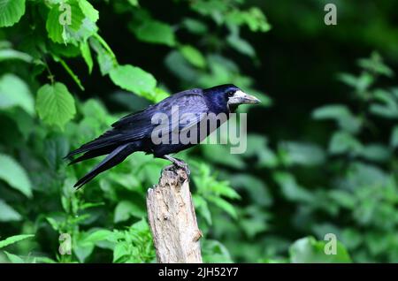 rook adulto a riposo arroccato su ceppo di albero in bosco Foto Stock