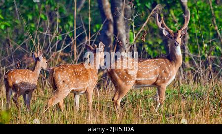 Cervi spotted, Cheetal, asse asse asse, asse Deer, Royal Bardia National Park, Bardiya National Park, Nepal, Asia Foto Stock