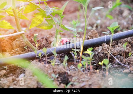 Giovani pianta verdi che crescono nel sistema di gocciolamento. Impianti sprinkler, irrigazione a goccia. Sistema di irrigazione a goccia a risparmio d'acqua utilizzato in un'agricoltura biologica Foto Stock