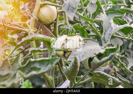 Malattie dei pomodori. Zippering di pomodoro. Sottili cicatrici necrotiche marroni sui frutti. Lesione simile a una cerniera. Groovers nella carne di frutta Foto Stock