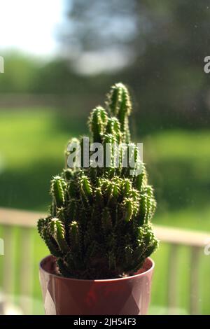 Cactus cereus in vaso in una giornata di sole Foto Stock