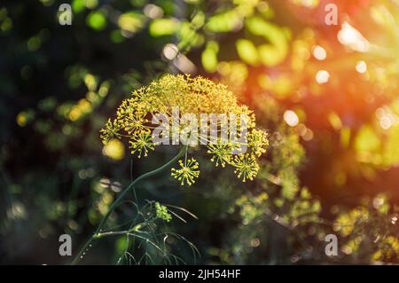 Aneto (Anetum graveolens), pianta aromatica ombellifera con grappoli a forma di ombrello di fiori gialli Foto Stock