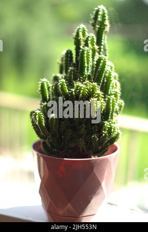 Cactus cereus in vaso in una giornata di sole Foto Stock