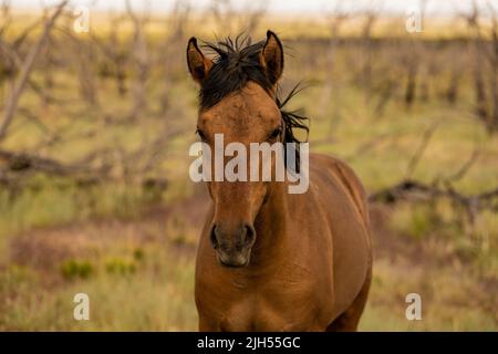 Wild Horse guarda in su dal pascolo su Weatherill Mesa Foto Stock