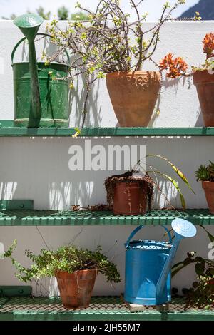 Vasi di succulenti e lattine annaffianti su Shelf - Riebeek Kasteel, Capo Occidentale - Sudafrica Foto Stock