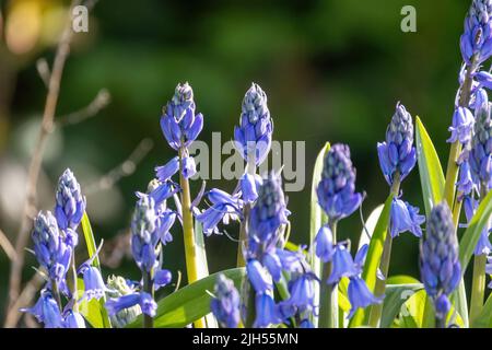 Un gruppo di fiori blu di Muscari, giacinto d'uva, fiorente nel giardino primaverile. Muscari armeniacum crescere in luce solare calda tra sfondo sfocato verde erba. Blue mouse Hyacinths primo piano. Foto di alta qualità Foto Stock