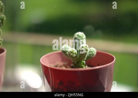 Piccolo cactus casa in vaso Foto Stock