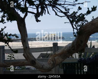Il molo di Santa Monica è visibile attraverso un albero nel Palisades Park Foto Stock