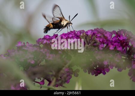 Hummingbird Moth hovering sopra farfalla cespuglio fiori Foto Stock