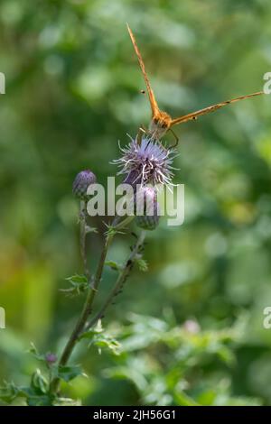 Grande farfalla fritillaria Spangled in cima fiore viola in PA Foto Stock