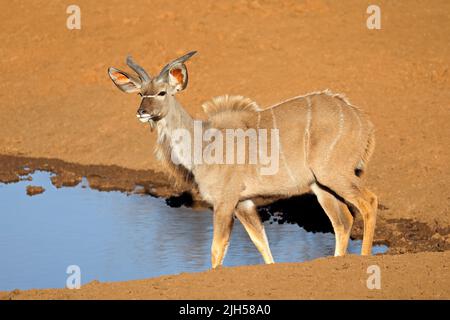 Giovane antilope maschile kudu (Tragelaphus strepsiceros) in una fossa d'acqua, Parco Nazionale di Mokala, Sudafrica Foto Stock