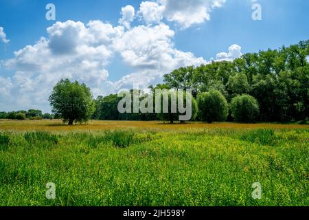 Zone umide in una riserva naturale nelle Fiandre Occidentali, Belgio Foto Stock