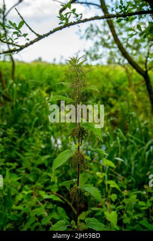 Primo piano di Nettle comune aka Nettle pungente o foglia di nettle (Urtica dioica) Foto Stock