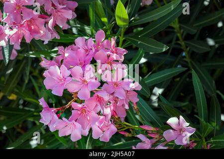 Oleandro di Nerium rosa al sole, da vicino Foto Stock