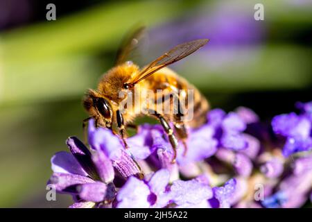 Il miele delle api sulla lavanda Foto Stock