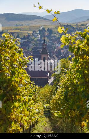 Paesaggio autunnale di vigneti e colline in Alsazia vicino Riquewihr villaggio, Grand Est, Francia Foto Stock