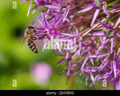 Biene beim Pollensammeln Foto Stock