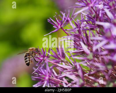 Biene beim Pollensammeln Foto Stock
