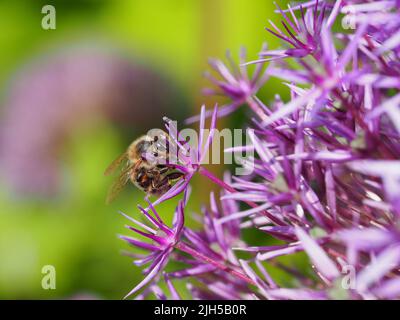 Biene beim Pollensammeln Foto Stock