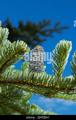 L'abete bianco canadese o albero di Natale è una pianta di albero sempreverde appartenente alla famiglia del pino. Germogli giovani e chiari crescono su vecchi rami di colore verde scuro. Abete Foto Stock
