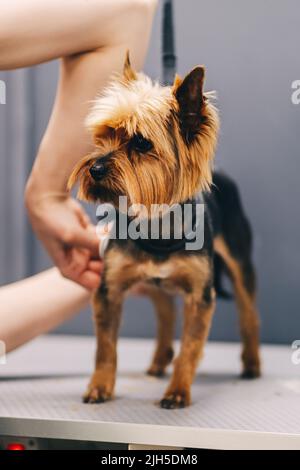 Taglio capelli Yorkie cane. Un groomer rifinisce il cappotto di un cane. Foto Stock