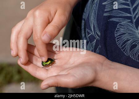 Un coleottero in bronzo dorato nelle mani di un bambino in primo piano in una giornata estiva soleggiata. Un ragazzo batte una scarabra verde. Il concetto di prendersi cura della natura, circa Foto Stock