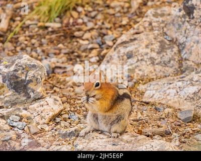 Primo piano di un simpatico scoiattolo che mangia noci nel Grand Teton National Park del Wyoming Foto Stock