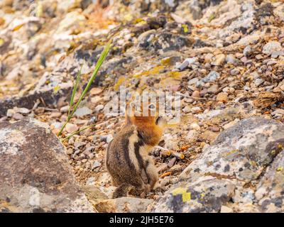 Primo piano di un simpatico scoiattolo che mangia noci nel Grand Teton National Park del Wyoming Foto Stock