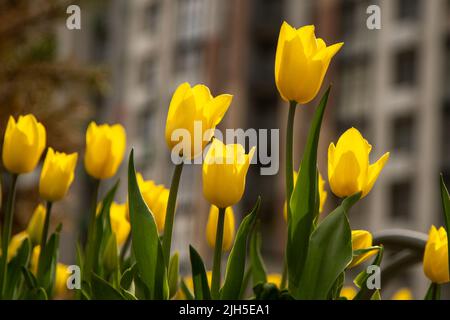 Tulipani gialli in un letto di fiori. Il germoglio tulipano in giardino. Bellissimi fiori di primavera semplici. Sfondo floreale. Coltivare piante. Giardinaggio. Bush al sole. Foto Stock