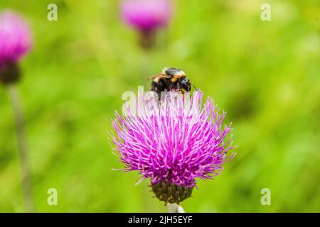 Ape foraging su un fiore nero Knapweed nel Cumbria Dales Nord d'Inghilterra Foto Stock