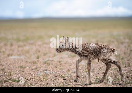 (220715) -- LHASA, 15 luglio 2022 (Xinhua) -- Foto scattata il 11 luglio 2022 mostra un neonato antilope tibetano nella Riserva Naturale Nazionale di Qiangtang nella regione autonoma del Tibet della Cina sudoccidentale. Ogni estate, le antilopi tibetane incinte scortate da uomini migrano verso la riserva naturale per partorire, poi ritornano nei loro habitat con la loro prole. La popolazione delle antilopi tibetane nella regione è passata da 50.000 a oltre 300.000 negli ultimi decenni. L'anno scorso, la Cina ha declassato lo status delle antilopi tibetane da 'minacciate' a 'quasi minacciate', a causa di una proattiva A. Foto Stock