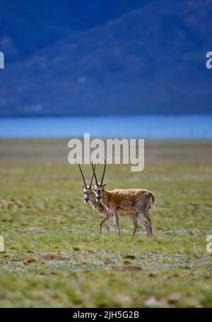 (220715) -- LHASA, 15 luglio 2022 (Xinhua) -- Foto scattata il 11 luglio 2022 mostra antilopi tibetani maschi in allerta presso la Riserva Naturale Nazionale di Qiangtang nella regione autonoma del Tibet della Cina sudoccidentale. Ogni estate, le antilopi tibetane incinte scortate da uomini migrano verso la riserva naturale per partorire, poi ritornano nei loro habitat con la loro prole. La popolazione delle antilopi tibetane nella regione è passata da 50.000 a oltre 300.000 negli ultimi decenni. L'anno scorso, la Cina ha declassato lo status delle antilopi tibetane da 'minacciate' a 'quasi minacciate', a causa di una proattiva A. Foto Stock