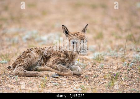 (220715) -- LHASA, 15 luglio 2022 (Xinhua) -- Foto scattata il 11 luglio 2022 mostra un neonato antilope tibetano nella Riserva Naturale Nazionale di Qiangtang nella regione autonoma del Tibet della Cina sudoccidentale. Ogni estate, le antilopi tibetane incinte scortate da uomini migrano verso la riserva naturale per partorire, poi ritornano nei loro habitat con la loro prole. La popolazione delle antilopi tibetane nella regione è passata da 50.000 a oltre 300.000 negli ultimi decenni. L'anno scorso, la Cina ha declassato lo status delle antilopi tibetane da 'minacciate' a 'quasi minacciate', a causa di una proattiva A. Foto Stock