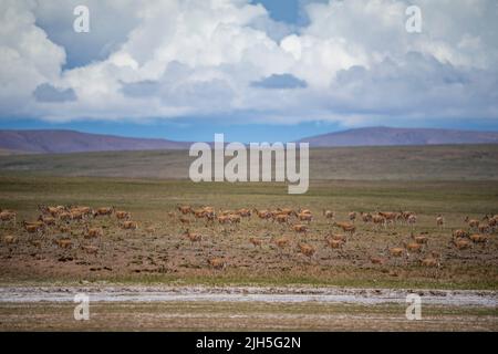 (220715) -- LHASA, 15 luglio 2022 (Xinhua) -- Foto scattata il 11 luglio 2022 mostra antilopi tibetani nella Riserva Naturale Nazionale di Qiangtang nella regione autonoma del Tibet della Cina sudoccidentale. Ogni estate, le antilopi tibetane incinte scortate da uomini migrano verso la riserva naturale per partorire, poi ritornano nei loro habitat con la loro prole. La popolazione delle antilopi tibetane nella regione è passata da 50.000 a oltre 300.000 negli ultimi decenni. L'anno scorso, la Cina ha declassato lo status delle antilopi tibetane da 'minacciate' a 'quasi minacciate', a causa di un proattivo anti-bracconaggio A. Foto Stock