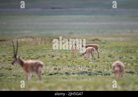 (220715) -- LHASA, 15 luglio 2022 (Xinhua) -- Foto scattata il 11 luglio 2022 mostra le antilopi tibetane femminili che pascolo mentre un'antilope tibetana maschile è in allerta presso la Riserva Naturale Nazionale di Qiangtang nella regione autonoma del Tibet della Cina sudoccidentale. Ogni estate, le antilopi tibetane incinte scortate da uomini migrano verso la riserva naturale per partorire, poi ritornano nei loro habitat con la loro prole. La popolazione delle antilopi tibetane nella regione è passata da 50.000 a oltre 300.000 negli ultimi decenni. L'anno scorso, la Cina ha declassato lo status di antilopi tibetani da 'in pericolo' Foto Stock