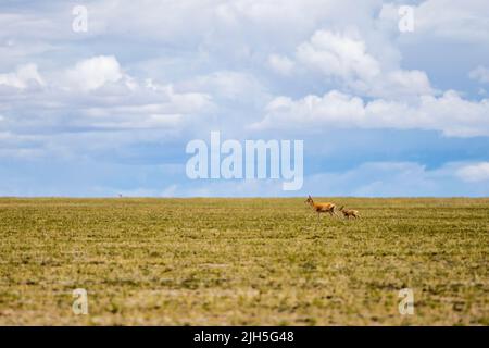 (220715) -- LHASA, 15 luglio 2022 (Xinhua) -- Foto scattata il 11 luglio 2022 mostra un'antilope tibetana femminile che si prende cura del suo bambino presso la Riserva Naturale Nazionale di Qiangtang nella regione autonoma del Tibet della Cina sudoccidentale. Ogni estate, le antilopi tibetane incinte scortate da uomini migrano verso la riserva naturale per partorire, poi ritornano nei loro habitat con la loro prole. La popolazione delle antilopi tibetane nella regione è passata da 50.000 a oltre 300.000 negli ultimi decenni. L'anno scorso, la Cina ha declassato lo status delle antilopi tibetane da 'minacciate' a 'quasi minacciate', OW Foto Stock