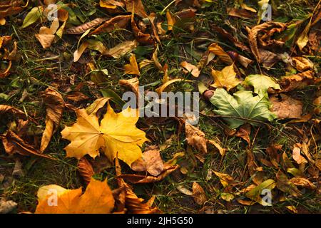 Defocus foglie autunnali. Verde e arancione autunno lascia sfondo. All'aperto. Immagine di sfondo colorata delle foglie secche cadute in autunno. Erba verde sul prato Foto Stock