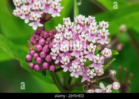 Pianta comune di mungheria in fiore Foto Stock