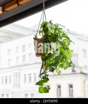 appeso in vaso pianta in macrama sulla terrazza contro strada edifici bianchi Foto Stock