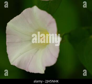 Rosa e bianco gloria mattina prateria (Ipomoea) fiore in un ambiente Iowa prateria Foto Stock