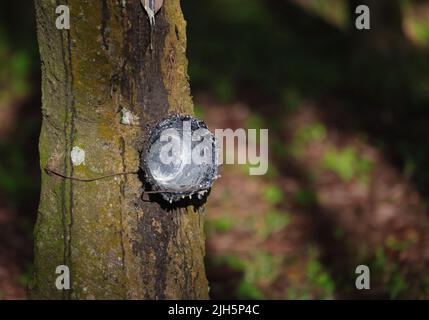 Vaso vuoto o ciotola per lattice di gomma riempito su albero di gomma in Plantation.This foto è stata presa dal Bangladesh. Foto Stock
