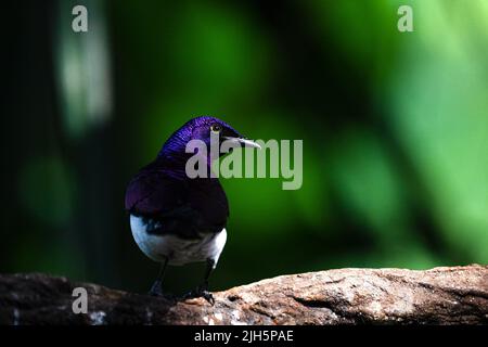 Starling con sfondo violetto (Cinnyricinclus leucogaster) nella foresta Foto Stock