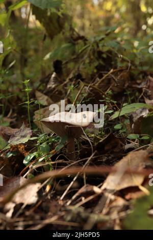 fungo nella foresta d'autunno Foto Stock