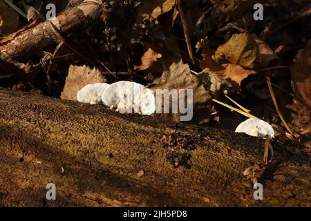fungo nella foresta d'autunno Foto Stock