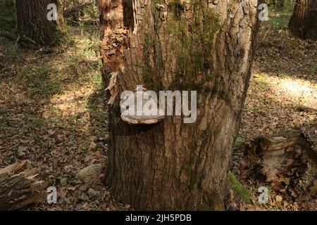 fungo nella foresta d'autunno Foto Stock